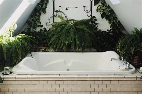 浴室植物風水 门口植物风水